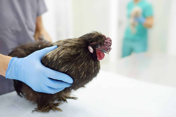 Revolutionising avian health: the importance of disease prevention and control for sustainable production